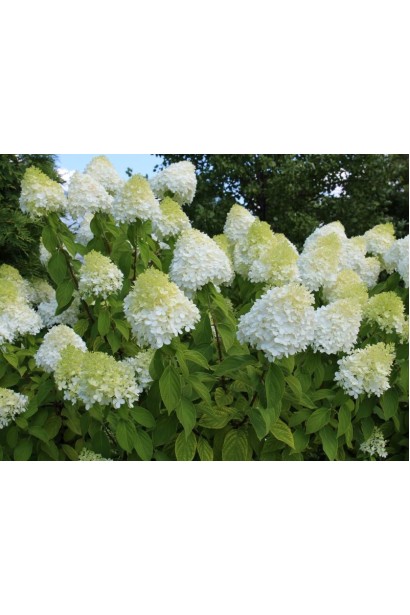 Гортензия букетная Диамантино обильное цветение